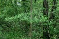 Undeveloped Land for sale in Livingston County, Michigan