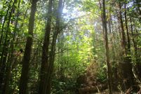 Land for sale in Charlotte County, Virginia