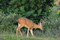 Land for sale in Frederick County, Virginia