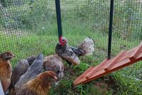 Land for sale in Prince Edward County, Virginia