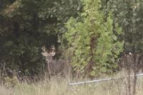 Farm and Ranch for sale in Dallas County, Missouri