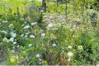 Farm and Ranch for sale in Howell County, Missouri