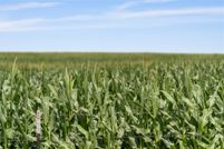 Land for sale in Bell County, Texas