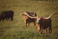Farm and Ranch for sale in Henderson County, Texas