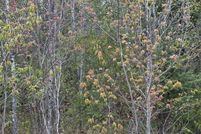 Undeveloped Land for sale in Oneida County, Wisconsin