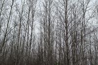 Undeveloped Land for sale in Oneida County, Wisconsin