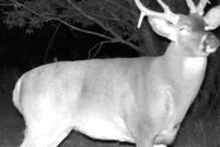 Land for sale in Lawrence County, Missouri