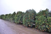 Land for sale in Tulare County, California