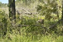 Farm and Ranch for sale in Jasper County, South Carolina