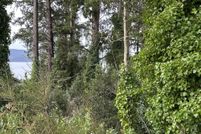 Land for sale in Tillamook County, Oregon