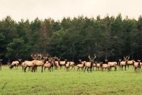 Recreational Property for sale in Oscoda County, Michigan