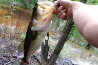 Land for sale in Freestone County, Texas