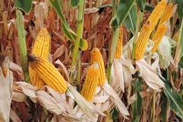 Land for sale in Randolph County, Indiana