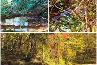 Land for sale in McMinn County, Tennessee