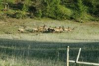 Undeveloped Land for sale in Stevens County, Washington