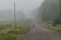 Land for sale in Price County, Wisconsin