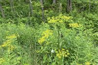 Timberland Property for sale in Windham County, Vermont