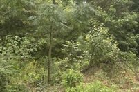 Farm and Ranch for sale in Camp County, Texas