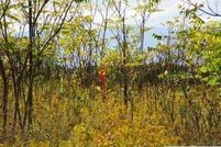 Undeveloped Land for sale in Columbia County, New York