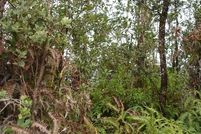 Timberland Property for sale in Hawaii County, Hawaii