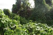 Undeveloped Land for sale in Hawaii County, Hawaii