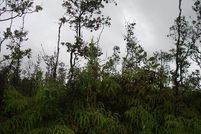 Timberland Property for sale in Hawaii County, Hawaii