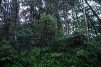 Farm and Ranch for sale in Hawaii County, Hawaii