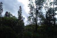 Farm and Ranch for sale in Hawaii County, Hawaii