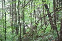 Land for sale in Blount County, Tennessee