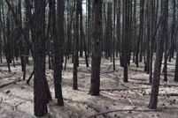 Land for sale in Navajo County, Arizona