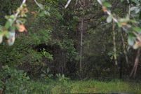 Undeveloped Land for sale in Williamsburg County, South Carolina