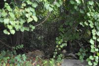 Undeveloped Land for sale in Orangeburg County, South Carolina