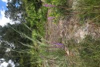 Land for sale in Putnam County, Florida