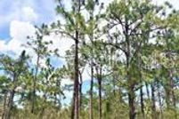Undeveloped Land for sale in Polk County, Florida