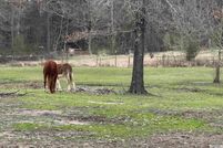 Recreational Property for sale in Bowie County, Texas