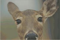 Land for sale in Wayne County, Pennsylvania