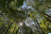 Land for sale in Saint Clair County, Alabama