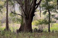 Land for sale in Leon County, Florida