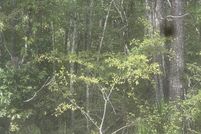 Undeveloped Land for sale in Walker County, Alabama