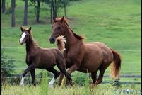 Farm and Ranch for sale in Amelia County, Virginia