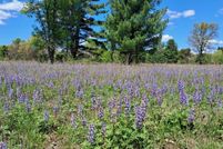 Land for sale in Newaygo County, Michigan