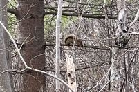 Land for sale in Saint Lawrence County, New York