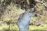 Land for sale in Falls County, Texas