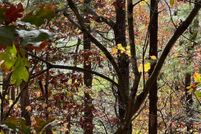 Land for sale in Shenandoah County, Virginia