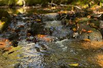 Land for sale in Mecklenburg County, Virginia