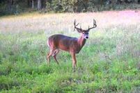 Land for sale in Waushara County, Wisconsin