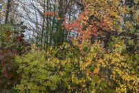 Timberland Property for sale in Waldo County, Maine