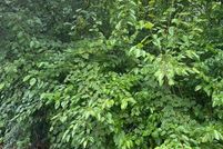 Land for sale in Philadelphia County, Pennsylvania