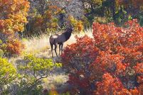 Land for sale in Delta County, Colorado