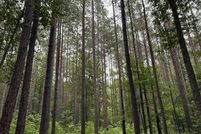 Land for sale in Amelia County, Virginia